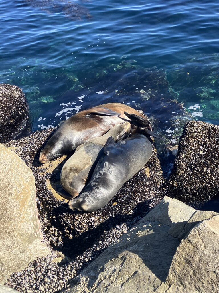 Monterey seals sleeping